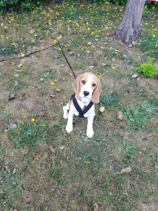 Our School - Bella 10 - image 1