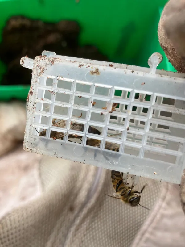 Gallery - created at 2025-06-06 09:25:32 - image 1