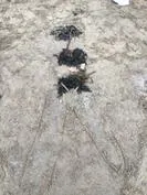 Forest School 142 - image 2 Forest School 142 - image 2