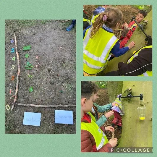 Summer 2024 - 15th May - Saplings - Whittling; Toasting Marshmallows; Woodland Rulers; Weighing Scales; Deciduous vs Evergreen - image 3 Summer 2024 - 15th May - Saplings - Whittling; Toasting Marshmallows; Woodland Rulers; Weighing Scales; Deciduous vs Evergreen - image 3
