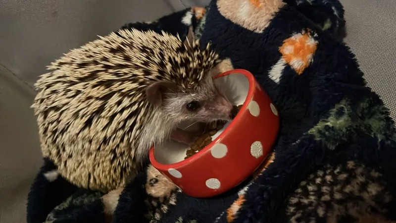 PS blog wb 16.6 Hazard hedgehog - image 1 PS blog wb 16.6 Hazard hedgehog - image 1