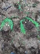 Forest School 131 - image 3 Forest School 131 - image 3