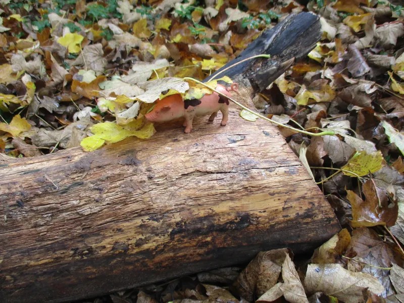 Forest School Fun Year 1 - image 16 Forest School Fun Year 1 - image 16