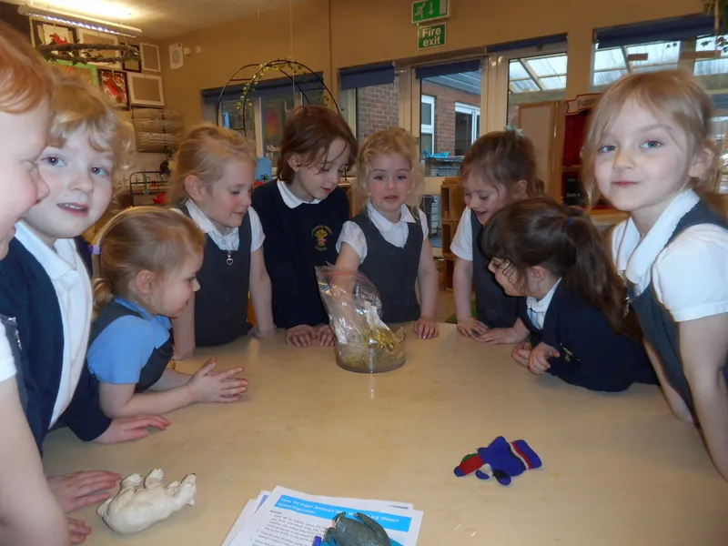Arctic Animals Experiment - image 3 Arctic Animals Experiment - image 3