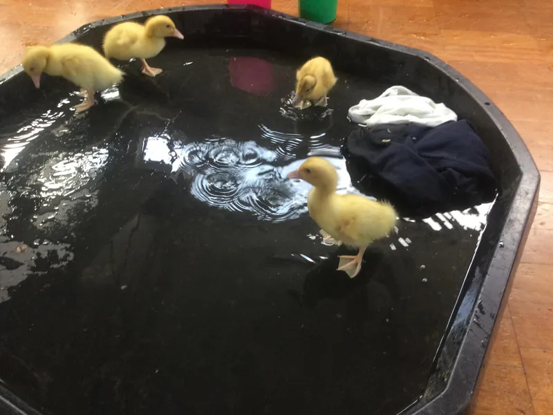 A Date with a Duck 9 - image 1