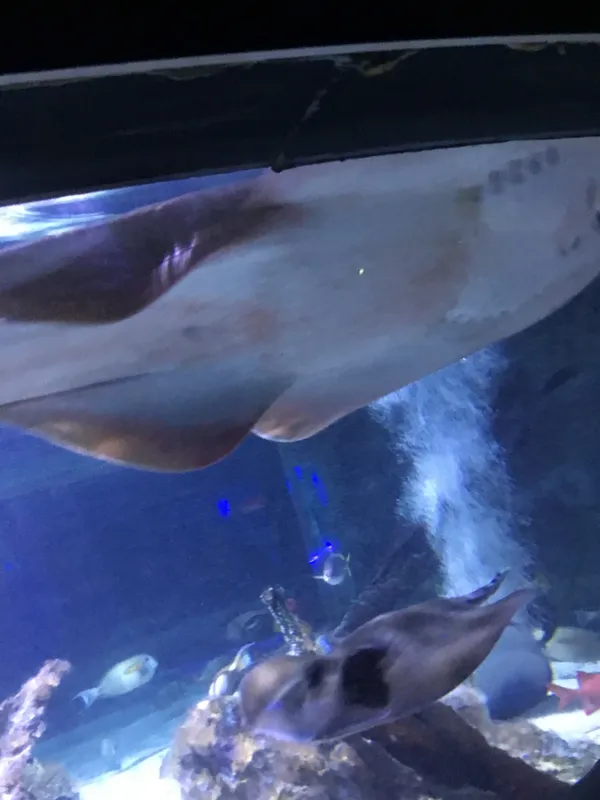 Year 5 Sealife Centre  - image 68