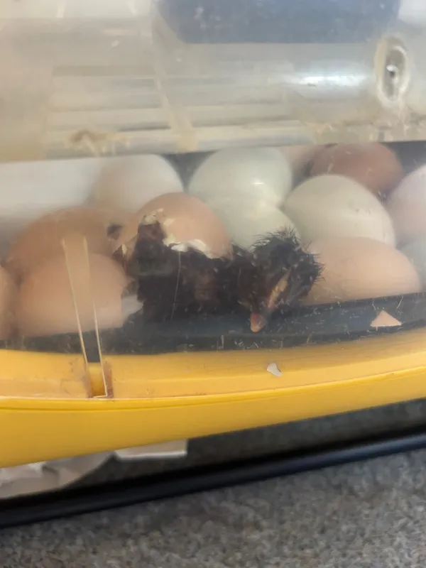 Gallery - created at 2025-05-15 20:09:46 - image 3