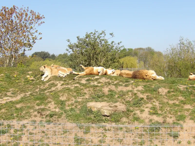 Y3 Yorkshire Wildlife Park Trip - image 31