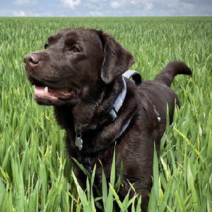 Archie - Our School Dog