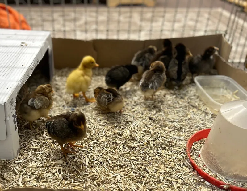 Gallery - created at 2025-05-23 15:26:33 - image 5