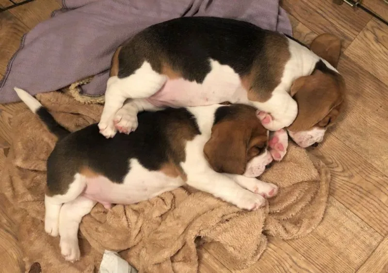 Our School - Bella 13 - image 9