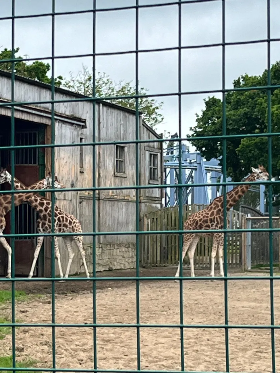 Gallery - created at 2024-06-06 15:03:55 - image 65