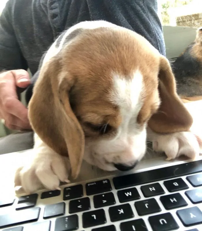 Our School - Bella 13 - image 8