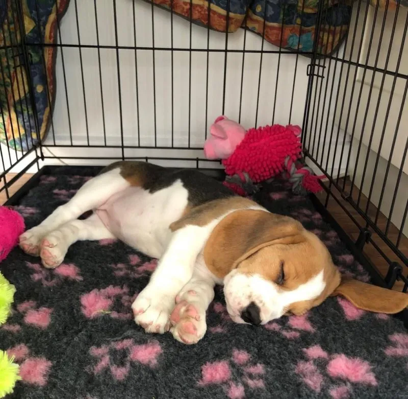 Our School - Bella 12 - image 10