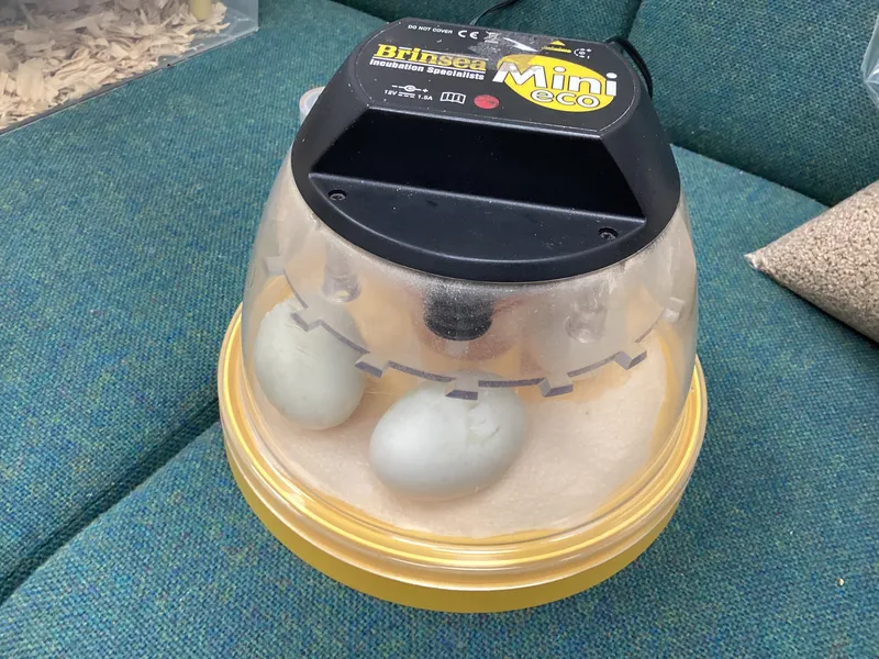 duck eggs 26 - image 2