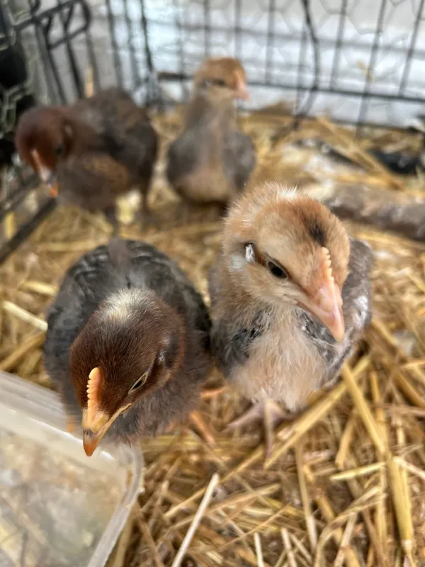 Gallery - created at 2025-05-30 16:00:27 - image 4