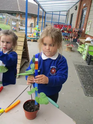 Giant Beanstalks - image 4