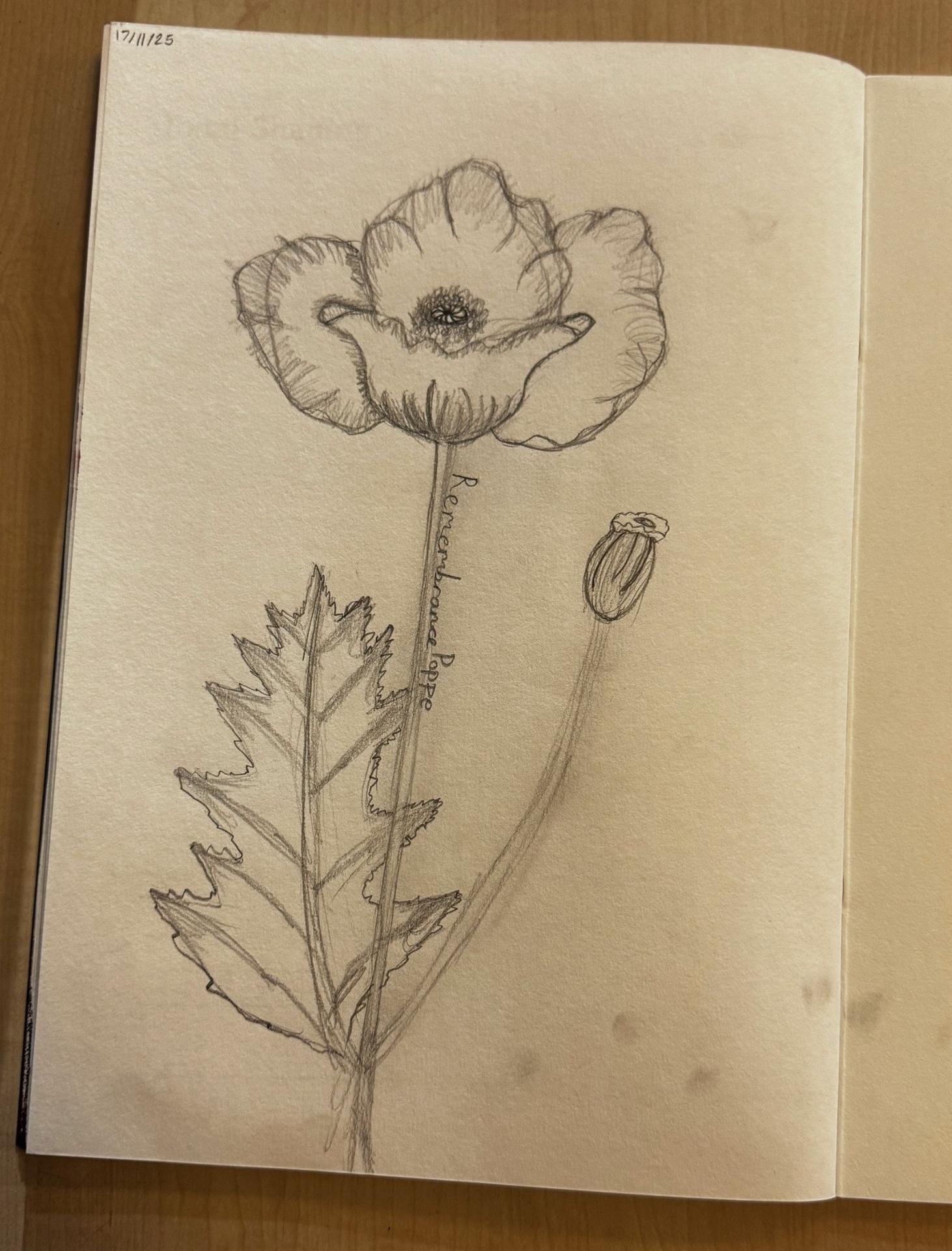 Remembrance Poppy Sketches (Art)
