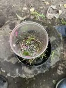 Forest School 34 - image 3 Forest School 34 - image 3