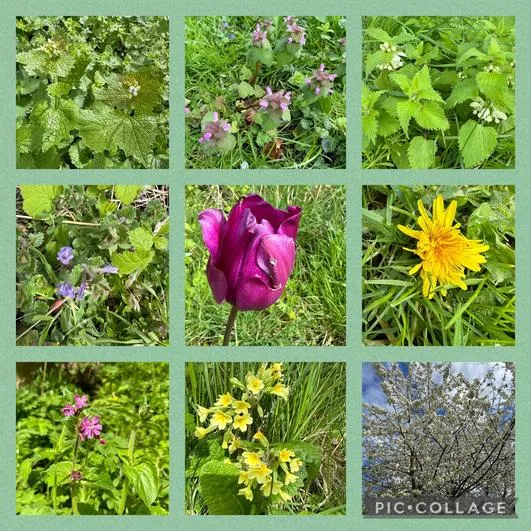 Summer 2024 - 17th April - Saplings - Flowering Plants and Tree Identification - image 2 Summer 2024 - 17th April - Saplings - Flowering Plants and Tree Identification - image 2