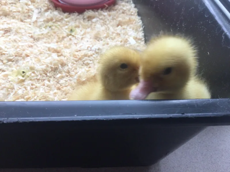A Date with a Duck 14 - image 2