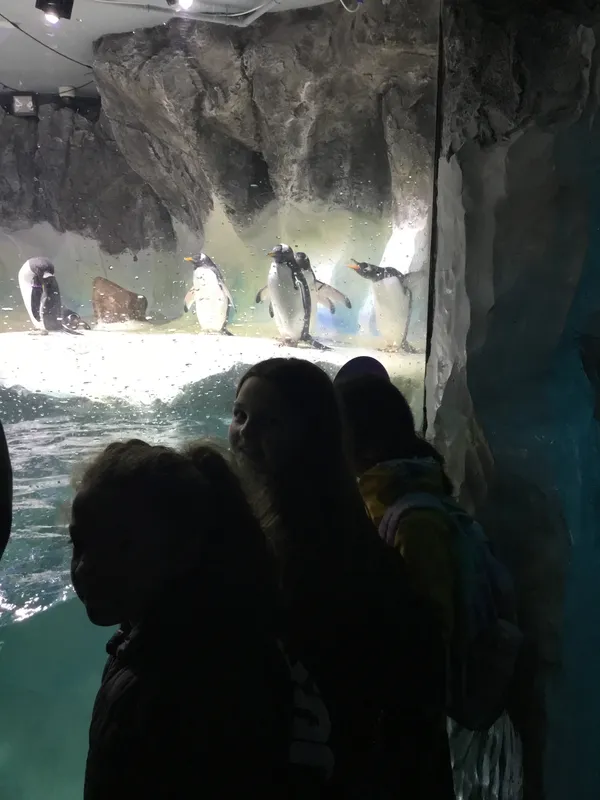 Year 5 Sealife Centre  - image 3