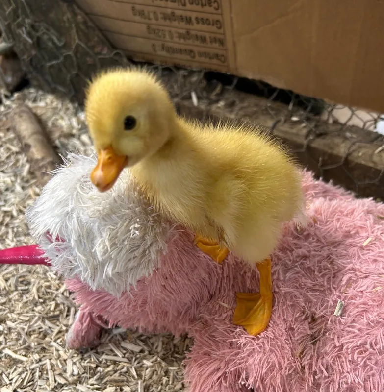 Gallery - created at 2025-05-23 15:26:33 - image 17