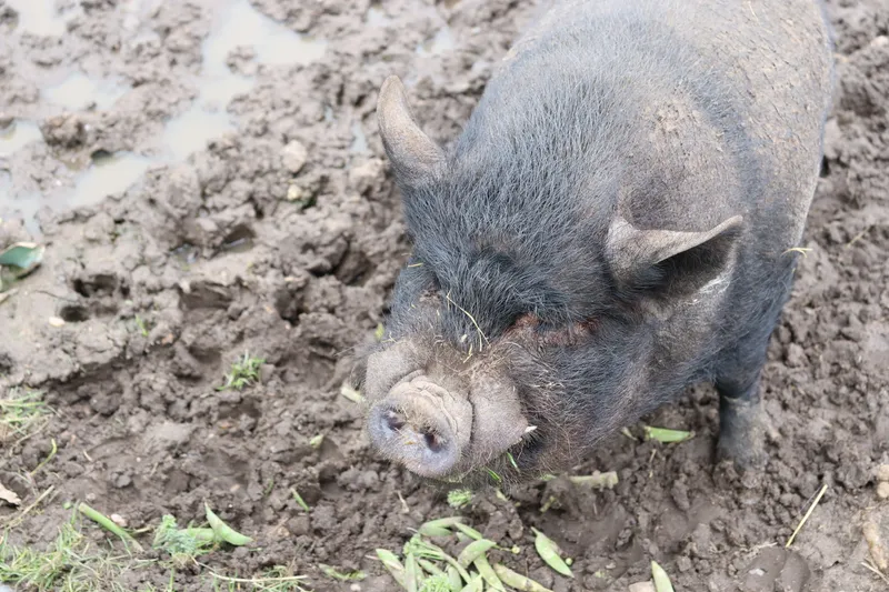 Farm march '26 - image 11 Farm march '26 - image 11