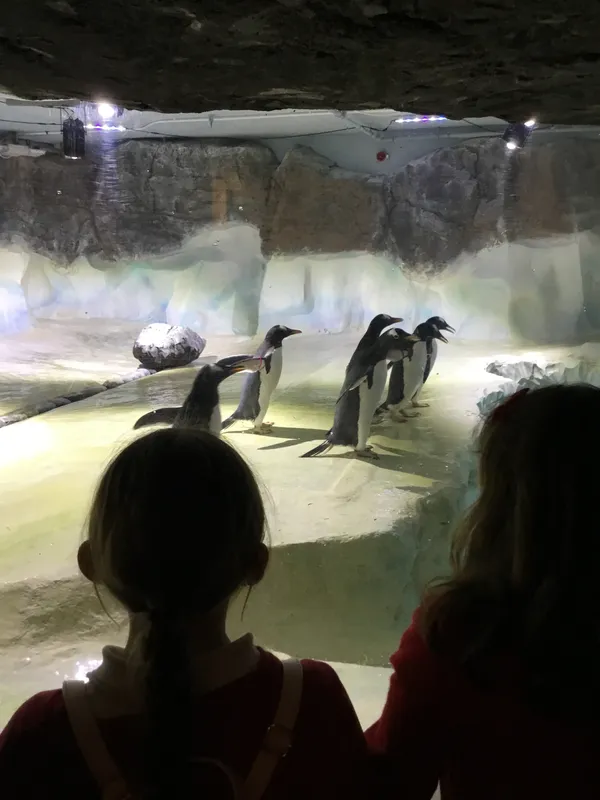 Year 5 Sealife Centre  - image 76