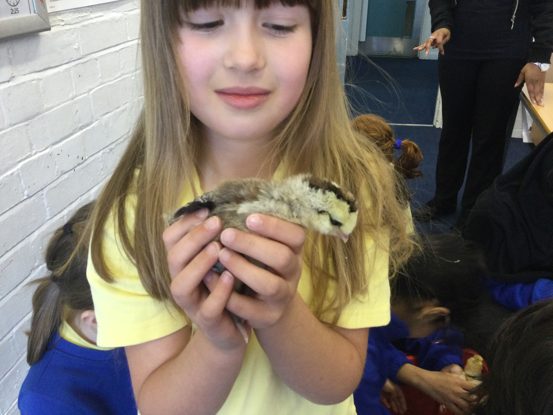 Chicks in Year 2 