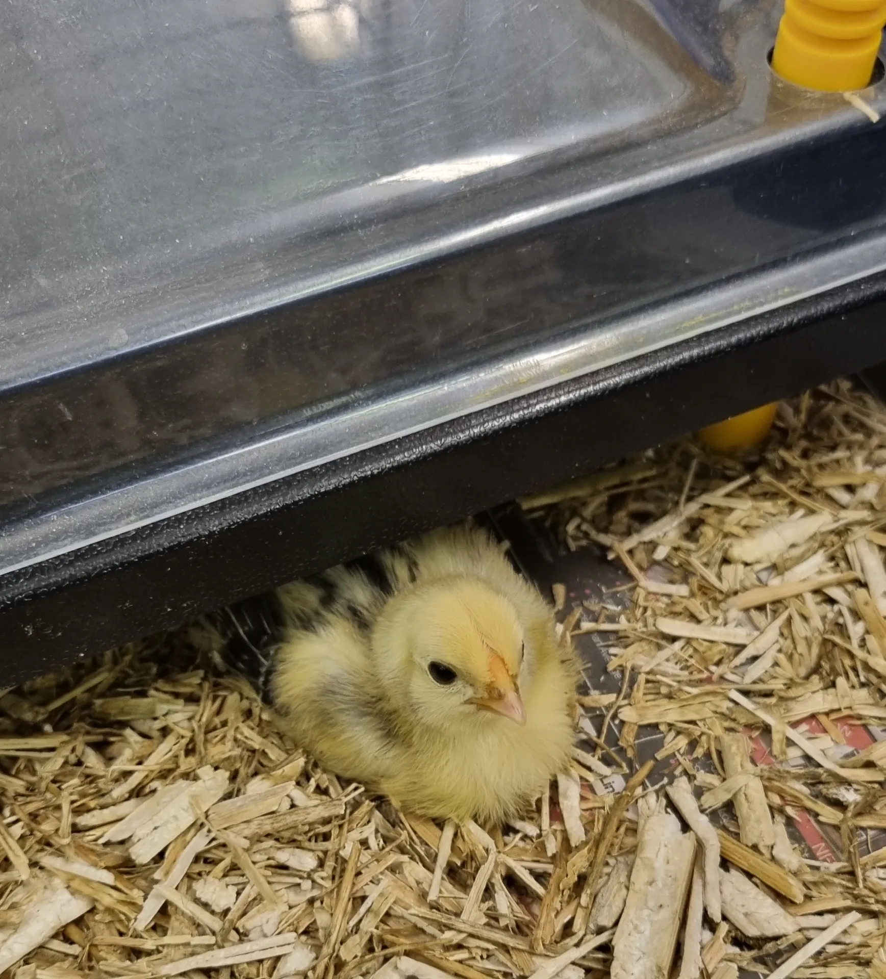 Life Cycles - image 7