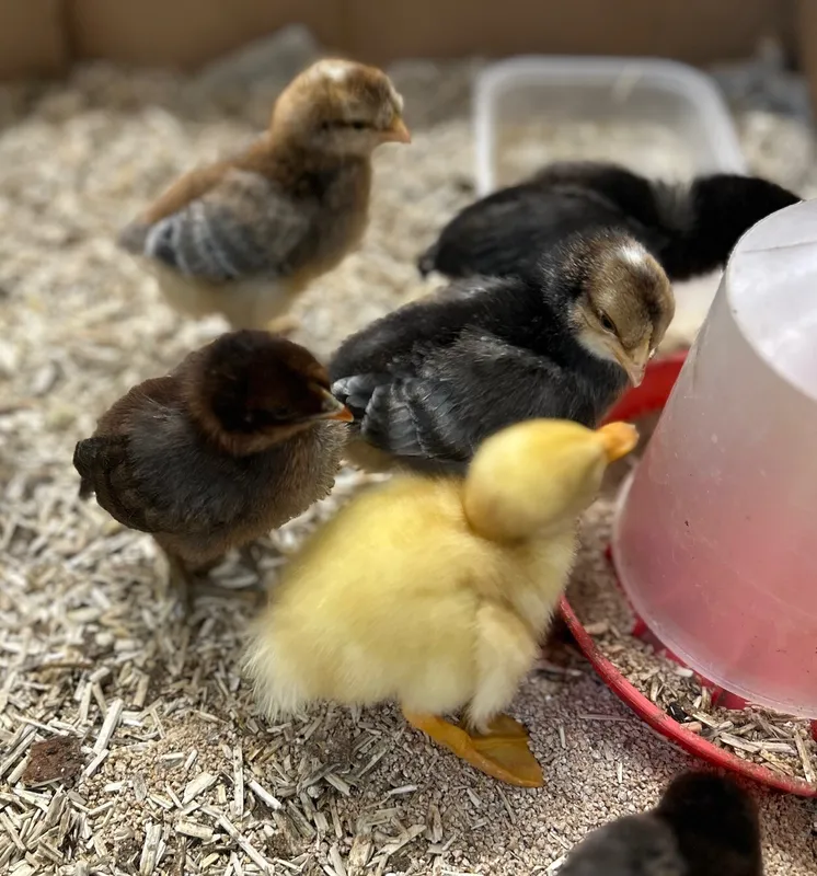 Gallery - created at 2025-05-23 15:26:33 - image 1