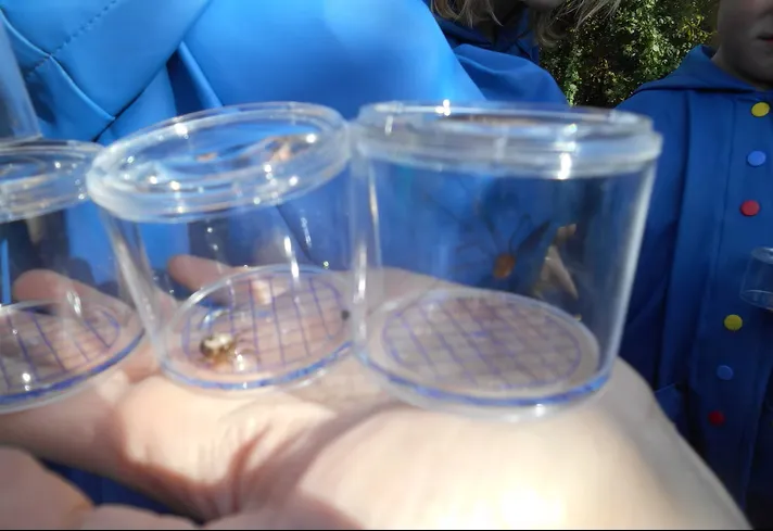 Forest School - image 2