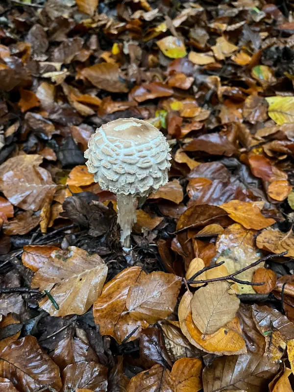 Gallery - created at 2022-11-14 17:15:19 - image 7