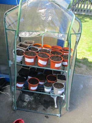 Planting - image 6