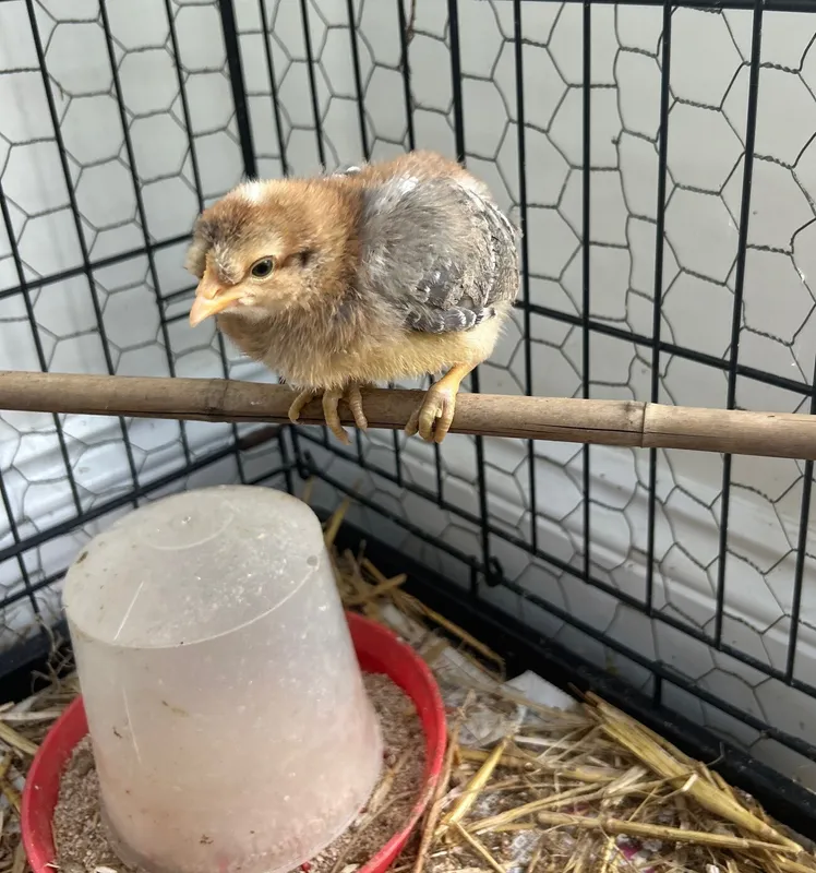 Gallery - created at 2025-05-30 16:00:27 - image 1