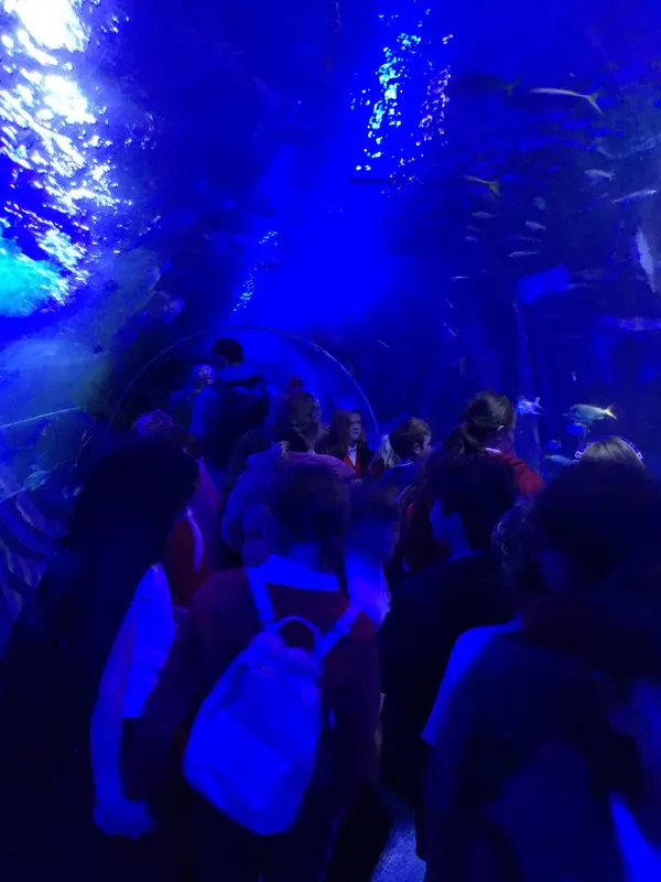 Year 5 Sealife Centre  - image 87