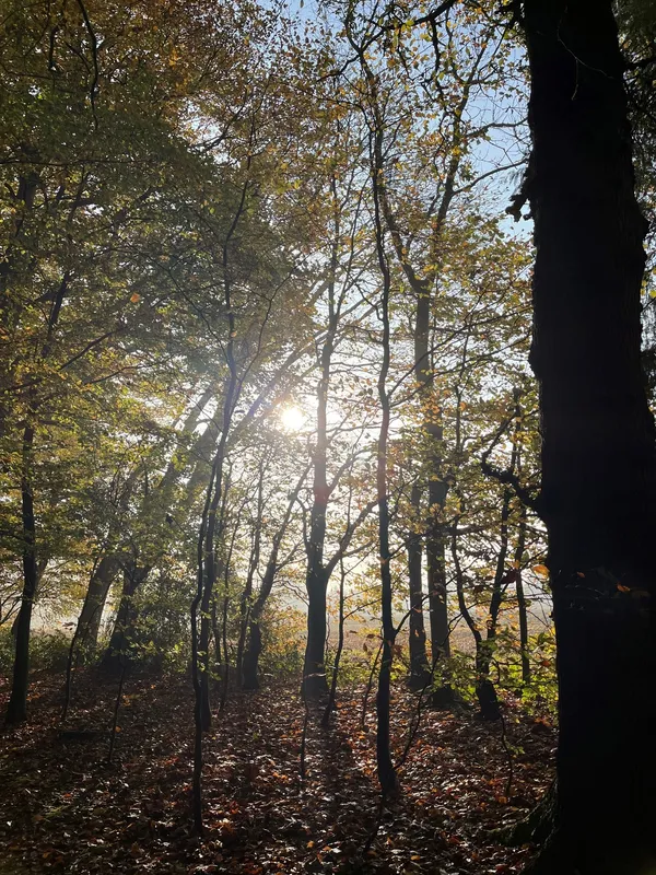 Gallery - created at 2022-11-14 17:15:19 - image 5