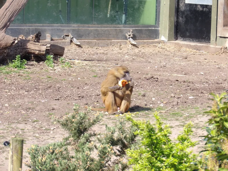 Y3 Yorkshire Wildlife Park Trip - image 41