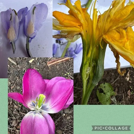 Summer 2024 - 24th April - Saplings - Flower Parts and What a Plant Needs to Grow - image 2 Summer 2024 - 24th April - Saplings - Flower Parts and What a Plant Needs to Grow - image 2