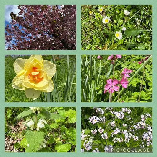 Summer 2024 - 17th April - Saplings - Flowering Plants and Tree Identification - image 4 Summer 2024 - 17th April - Saplings - Flowering Plants and Tree Identification - image 4