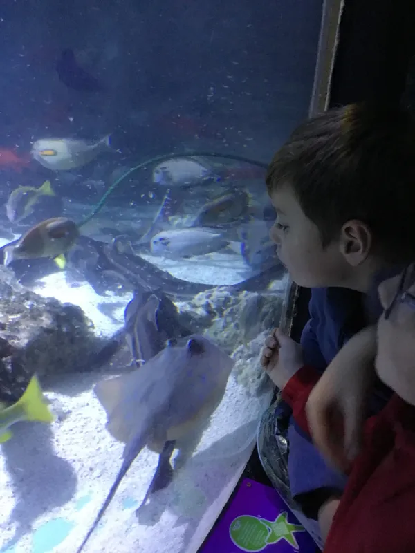 Year 5 Sealife Centre  - image 21