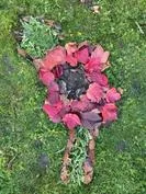 Forest School 163 - image 4 Forest School 163 - image 4