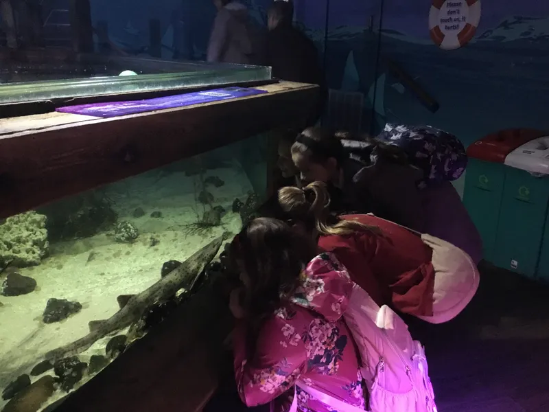 Year 5 Sealife Centre  - image 22