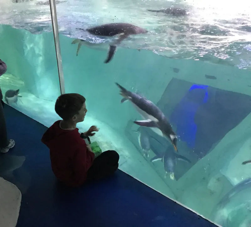 Year 5 Sealife Centre  - image 74