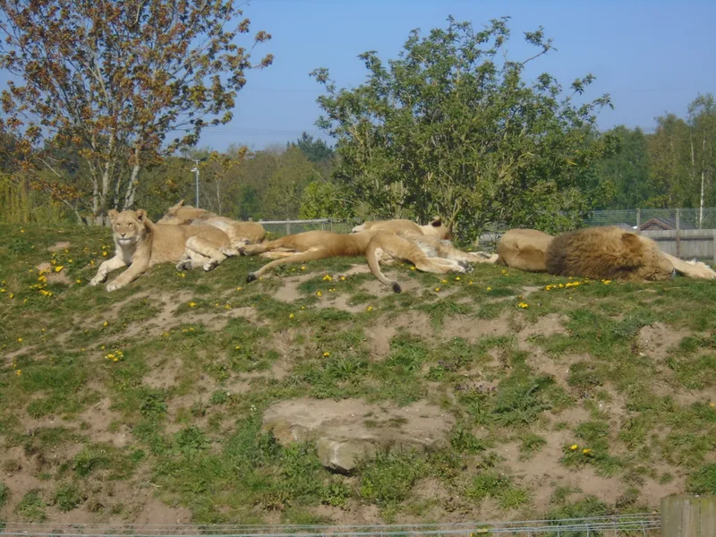 Y3 Yorkshire Wildlife Park Trip - image 30