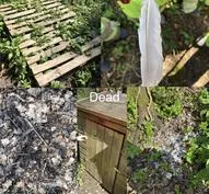 Forest School 73 - image 4 Forest School 73 - image 4