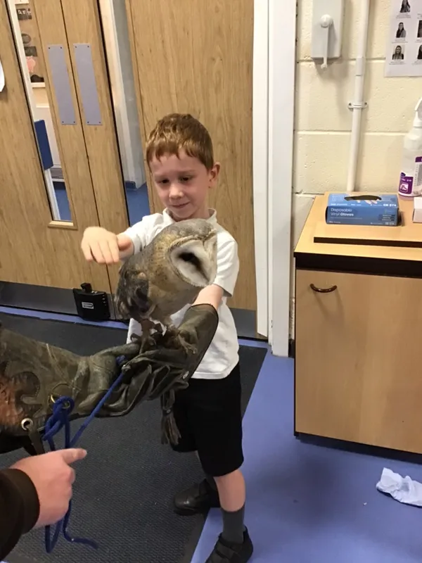 birds of prey year 1 25 - image 15 birds of prey year 1 25 - image 15