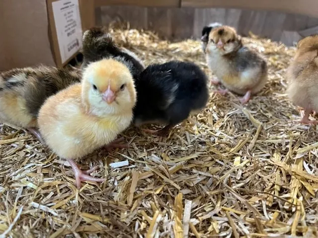 Gallery - created at 2023-05-05 11:29:48 - image 5