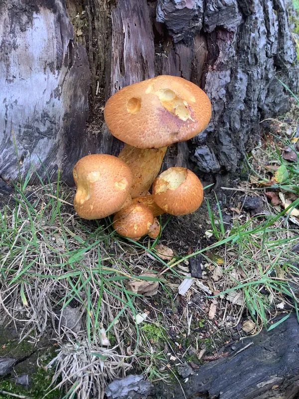 Nursery RE Creation - image 9 Nursery RE Creation - image 9